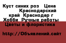 Куст синих роз › Цена ­ 1 600 - Краснодарский край, Краснодар г. Хобби. Ручные работы » Цветы и флористика   